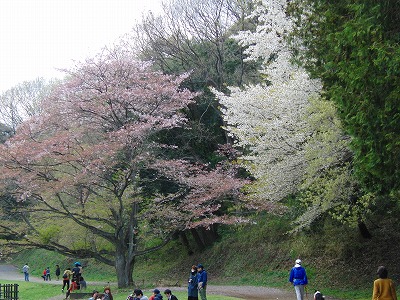 桜の二色