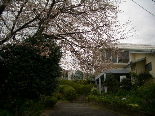 下川井の桜２