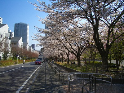 東戸塚の桜