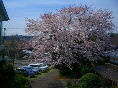 下川井の桜