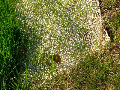 ぴたっと貼るだけ芝生えてきた - 松原コーチのテニスクラブ日記 